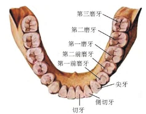 大牙位置|臼齿